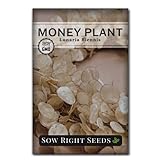 Sow Right Seeds - Money Plant Seeds - Honesty or Silver Coin Plant - Non-GMO Heirloom Seeds - Indoor or Outdoor - Full instructions for Planting and Growing a Flower Garden - Great Gardening Gift (1)