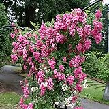 Heirloom Roses Rose Plant - Super Dorothy® Pink Rose Bush, Climbing Rose Live Plant for Planting Outdoors