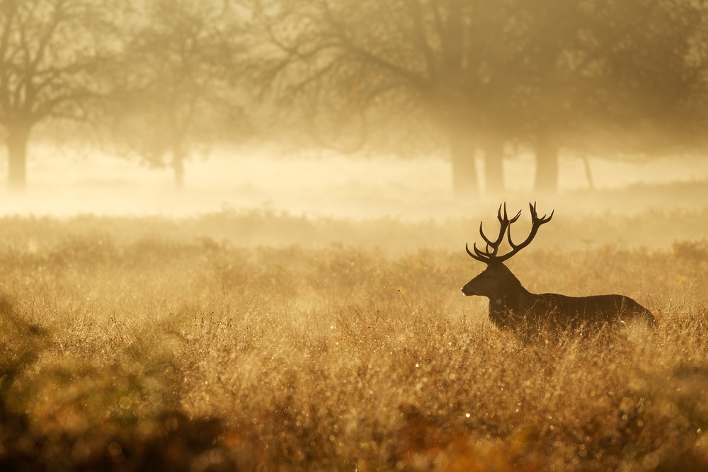 Scene Captured By Best Trail Camera